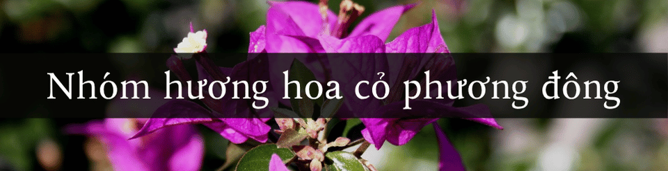 nhom-huong-hoa-co-phuong-dong.png